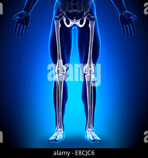 Legs - Anatomy Bones Stock Photo