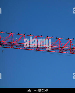 Numerous crows and one magpie perched on building site crane, London Stock Photo