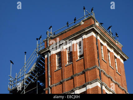Numerous crows perched on a building, London Stock Photo