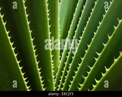 Leaf of Agave (Agavoideae / Agave americana) Stock Photo