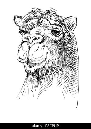 artwork camel, sketch black and white drawing Stock Photo