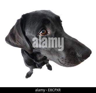 Portrait of black labrador retriever dog exaggerated by wide angle lens Stock Photo