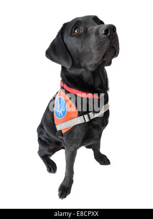 Guide dog for the blind cut out isolated on white background Stock Photo