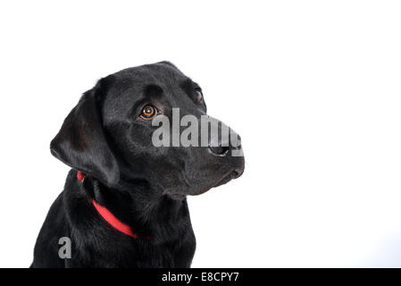 Sad looking labrador retriever cut out isolated on white background Stock Photo