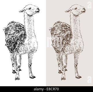 artwork lama, digital sketch of animal Stock Photo