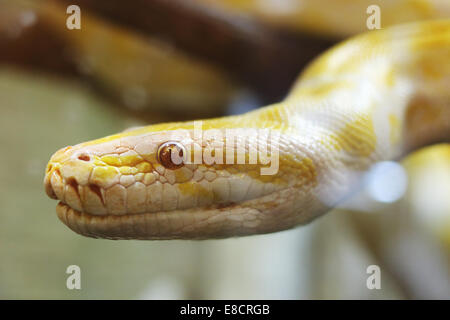 Asian Rock Python. Python molurus with color mutations Stock Photo