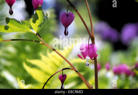 Bleeding Heart digital painting in pink and green colors. Stock Photo