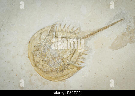 close up of a well preserved  trilobite fossil Stock Photo
