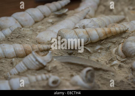 cluster of well preserved sea shell fossils from millions of years ago Stock Photo