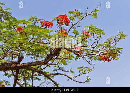 RED FLOWERS OF THE FLAMBOYANT TREE [DELONIX REGIA ] IN INDIA Stock Photo