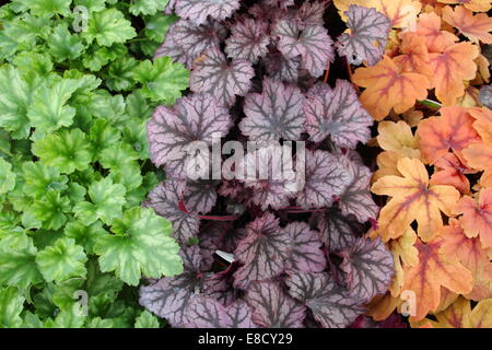 A selection of colourful heuchera: Greenfinch (left) Chocolate Ruffles (centre), Golden Finch (right), England, UK - autumn Stock Photo