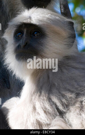 Close up of black faced Indian Langur monkey baby in mothers arms & dappled sunlight in the trees. Gray langurs Hanuman langur Stock Photo