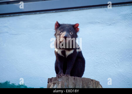 A Tasmanian devil (Sarcophilus harrisii) in captivity at Taronga Zoo in Sydney, Australia. Stock Photo