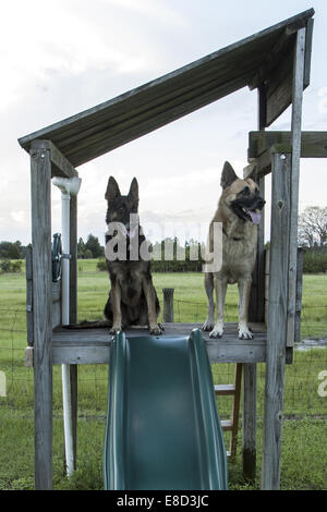 Two german shepherds on the landing of a slide for a swingset. Stock Photo