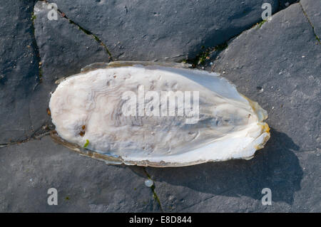 Cuttlefish bone washed up on the shore.  A common site on Sussex beaches but not usually as fresh as this one Stock Photo
