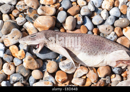 Head and body shot of a dead Lesser Spotted Dogfish at Hastings, East Sussex. Stock Photo
