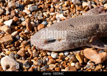 Head shot of a dead Lesser Spotted Dogfish at Hastings, East Sussex Stock Photo