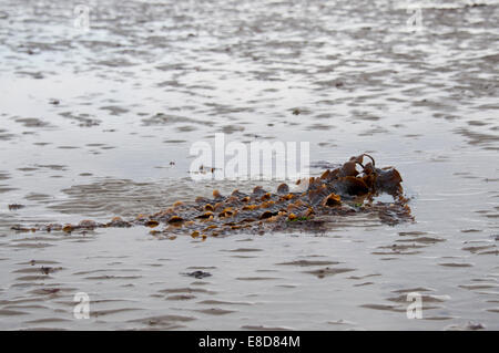 A strand of Sea Belt against the wet sand at Worthing, East Sussex Stock Photo