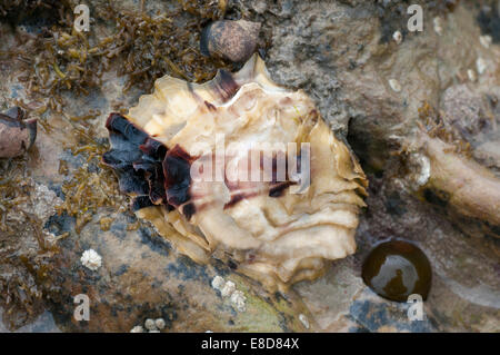 Shell of the invasive Pacific Oyster on the shore at Hastings, East Sussex amongst some of the normal seashore inhabitants Stock Photo