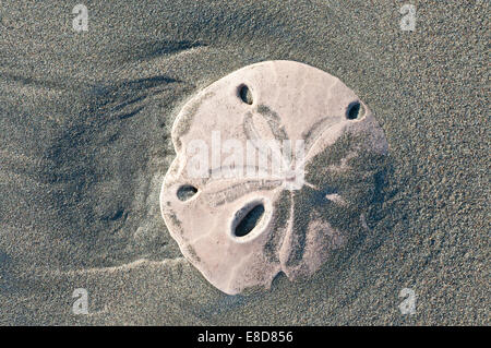 The partially buried test of a sand dollar on the Mexican Pacific shore line Stock Photo