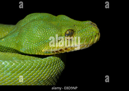 Green Tree Python (Chondropython viridis), New Guinea Stock Photo