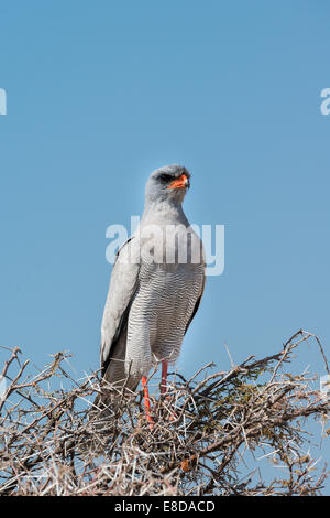 Eastern Chanting Goshawk (Melierax poliopterus) sitting in dry acacia, Etosha National Park, Namibia Stock Photo