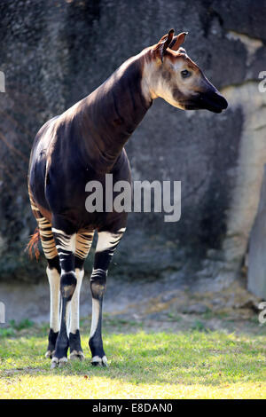 Okapi (Okapia johnstoni), adult, captive, Miami, Florida, USA Stock Photo