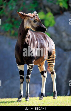 Okapi (Okapia johnstoni), adult, captive, Miami, Florida, USA Stock Photo