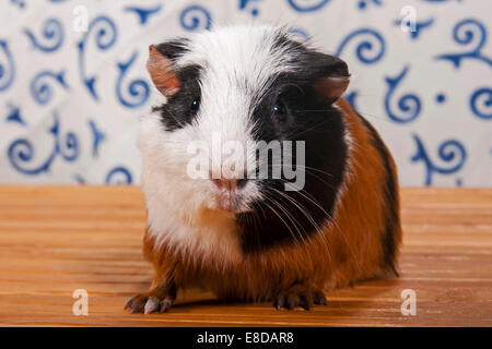 American Crested Guinea Pig, pup Stock Photo