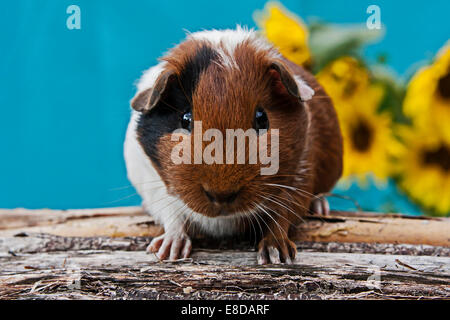 Smooth Guinea Pig, pup Stock Photo