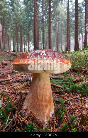 King Bolete or Cep (Boletus edulis) growing in a forest, North Hesse, Hesse, Germany Stock Photo