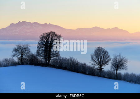 Mt Pilatus above a layer of fog with hedges and trees at the front, Horben, Canton of Aargau, Switzerland Stock Photo