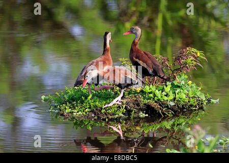Three Black-bellied Whistling Ducks (Dendrocygna autumnalis), adult, Wakodahatchee Wetlands, Delray Beach, Florida Stock Photo