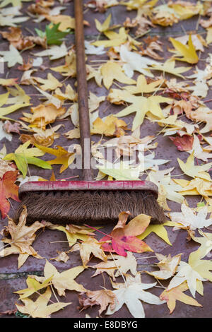 Sweeping up Liquidambar styraciflua autumn leaves on a garden patio Stock Photo