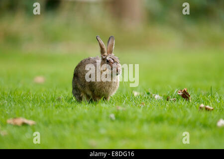 Rabbit, Oryctolagus cuniculus, single mammal with Myxomatosis grass, Warwickshire, September 2014 Stock Photo
