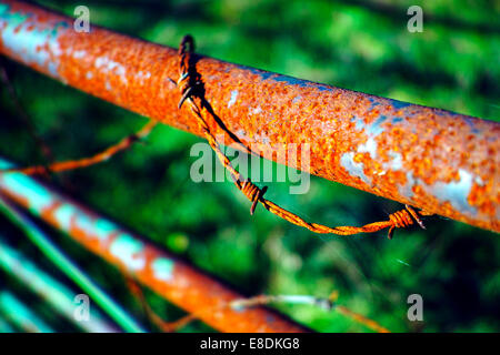 rusty barbed wire on gate Stock Photo