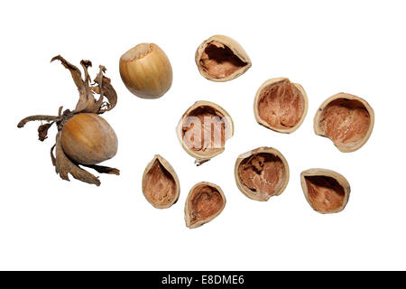 Whole Hazelnuts And Those Nibbled By Grey Squirrels Sciurus carolinensis Stock Photo
