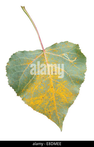 Poplar Tree Populus sp. leaves covered in a Rust Fungus Melampsora medusae Stock Photo