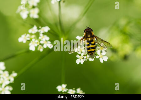 A bee sits of the flower in a summertime against green background Stock Photo