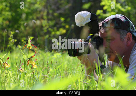 Wildlife photographer taking photo of Lady’s Slipper Orchid's (Cypripedium calceolus), Europe