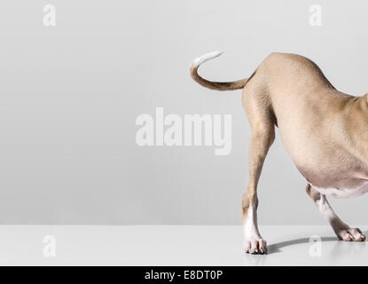 A cute puppy's tail Stock Photo