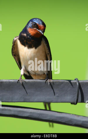 Adult Barn Swallow (Hirundo rustica)