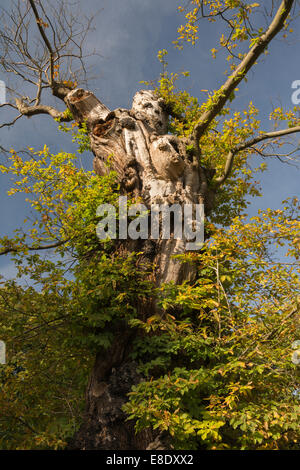 Ancient tree in autumn with face patterns in the stem. Stock Photo
