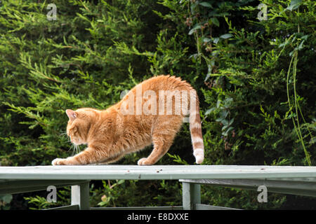 Domestic ginger male cat stretching on the roof of a garden arbour. Stock Photo