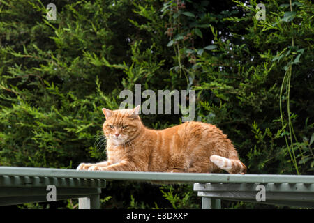 Domestic ginger male cat relaxing on the roof of a garden arbour. Stock Photo