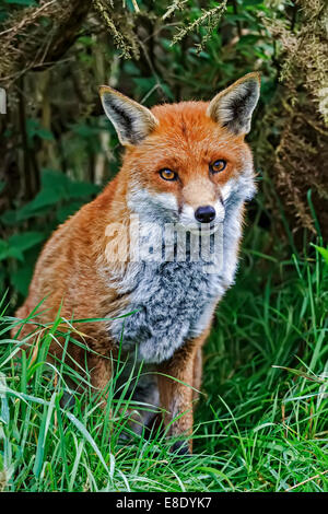 Alert Fox (Canidae Vulpini ) Berkshire UK Stock Photo