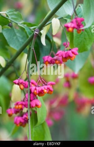 Euonymus europaeus. Fruit of the common spindle bush. Stock Photo