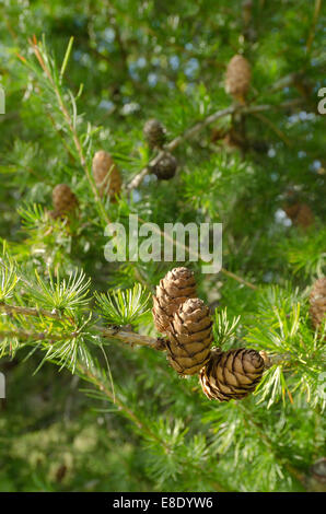 fresh lush greens of deciduous larch tree heavily laden with lots of ripe pine cones on rows of branches pointing upwards Stock Photo