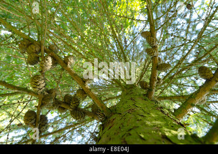 fresh lush greens of deciduous larch tree heavily laden with lots of ripe pine cones on rows of branches pointing upwards Stock Photo