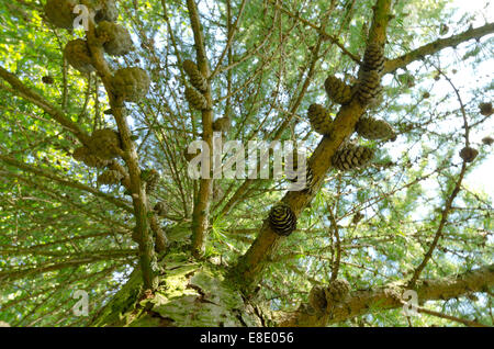 fresh lush greens of deciduous larch tree heavily laden with lots of ripe pine cones on rows of branches pointing upwards Stock Photo